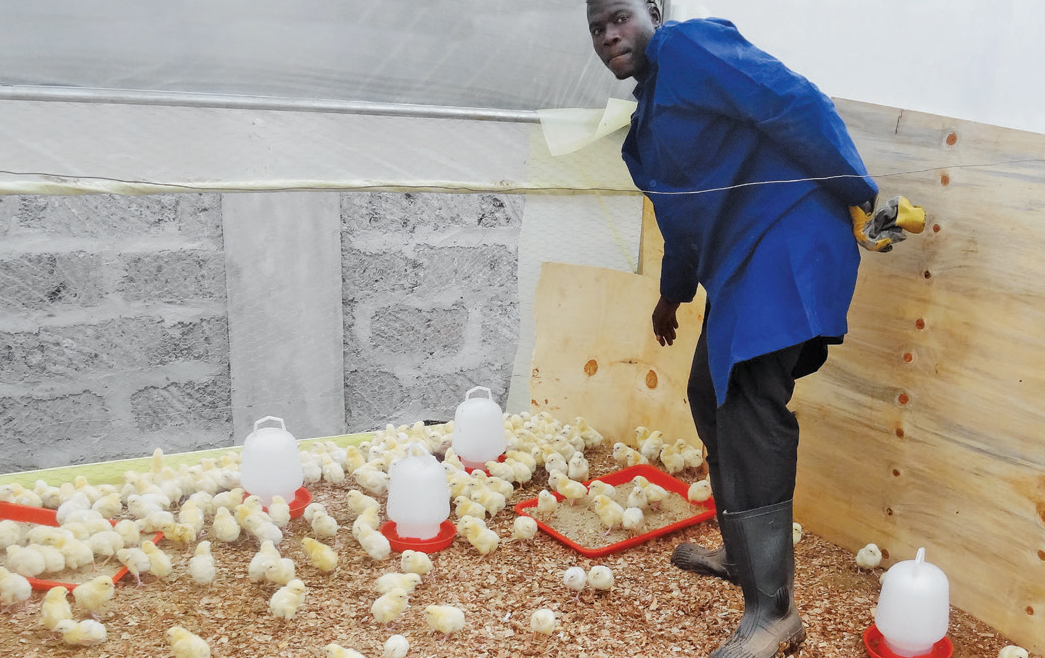 Chicken Farming schools in Kenya