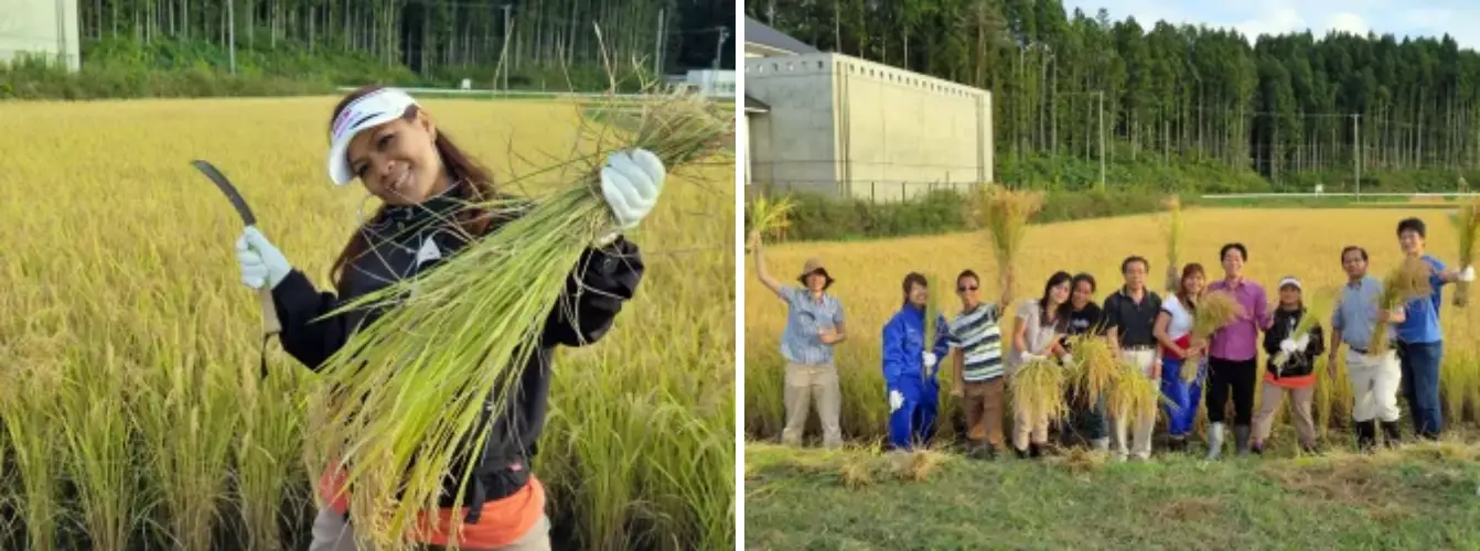 rice paddies restored after 2011 tsunami: