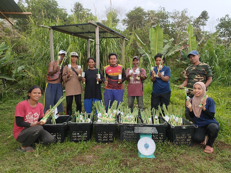 The villagers of Kg. Bukit Biru preparing the lemongrass for distribution and selling.