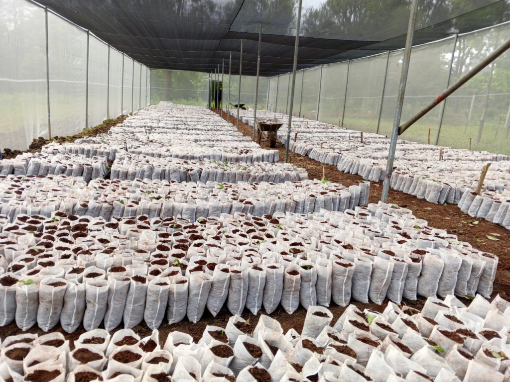 Neat rows of young plants growing in individual bags within the Chandaria Tree Nursery in Kenya.