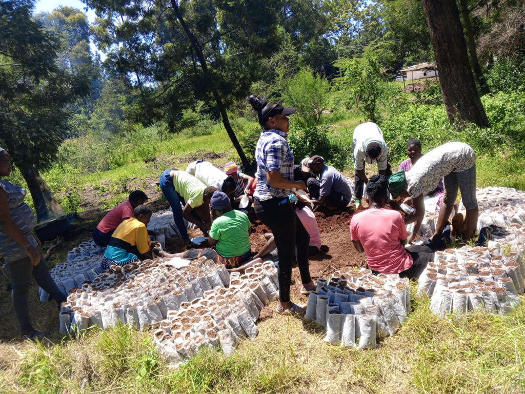 Group of people participating in an outdoor community project at the Chandaria Tree Nursery in Kenya, involving the preparation of numerous tree seedlings for sustainable development.