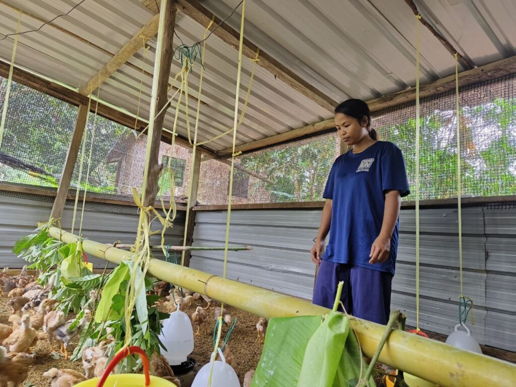 A person in a blue shirt stands inside a poultry enclosure, observing chickens feeding. Green leaves hang from a yellow feeding pipe, with water containers on the ground. This scene captures the essence of Chicken Farming and the beginning of Nesting New Dreams with GPF Malaysia.