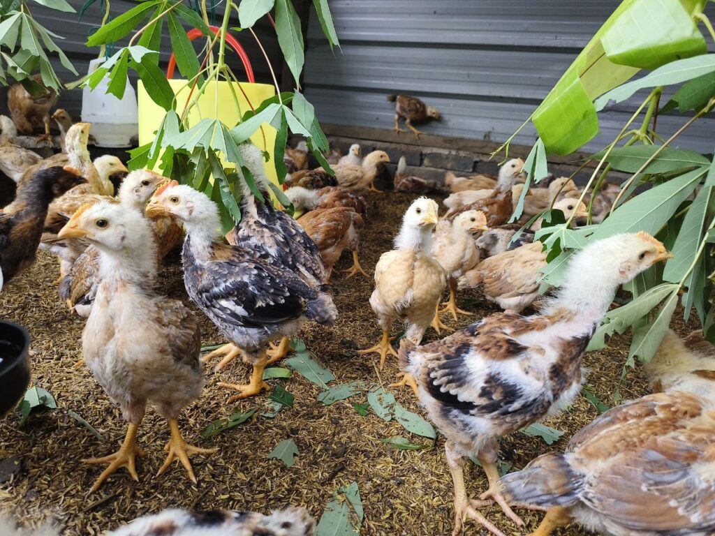 A group of young chickens in an enclosure with a mix of light and dark feathers, surrounded by green leaves and wood shavings on the ground, showcases the essence of rural communities dedicated to sustainable chicken farming.