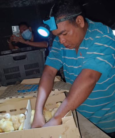A man wearing a headlamp carefully places chicks into a cardboard box, illustrating the dedication of chicken farming in rural communities. In the background, another person records the process with a smartphone, capturing moments that might be shared by GPF Malaysia.