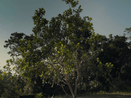 GPF Malaysia empowers Orang Asli Communities through Education and Opportunity